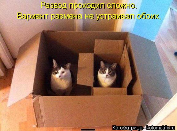 Развод проходил сложно. Вариант размена не устраивал обоих.... Котоматрица: Развод проходил сложно. Вариант размена не устраивал обоих.