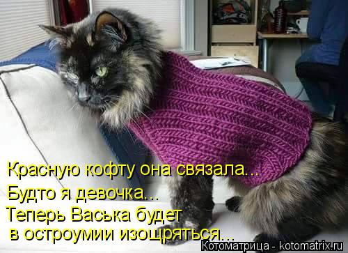 Теперь Васька будет в остроумии изощряться... Теперь Васька будет в остроумии изощряться... Будто я ... Котоматрица: Теперь Васька будет в остроумии изощряться... Теперь Васька будет в остроумии изощряться... Будто я девочка... Красную кофту она связала...