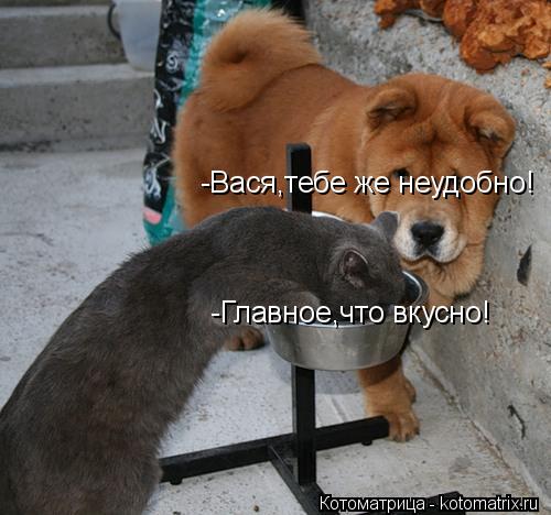 -Вася,тебе же неудобно! -Главное,что вкусно!... Котоматрица: -Вася,тебе же неудобно! -Главное,что вкусно!