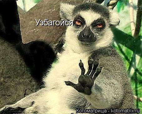 Котоматрица: Узбагойся