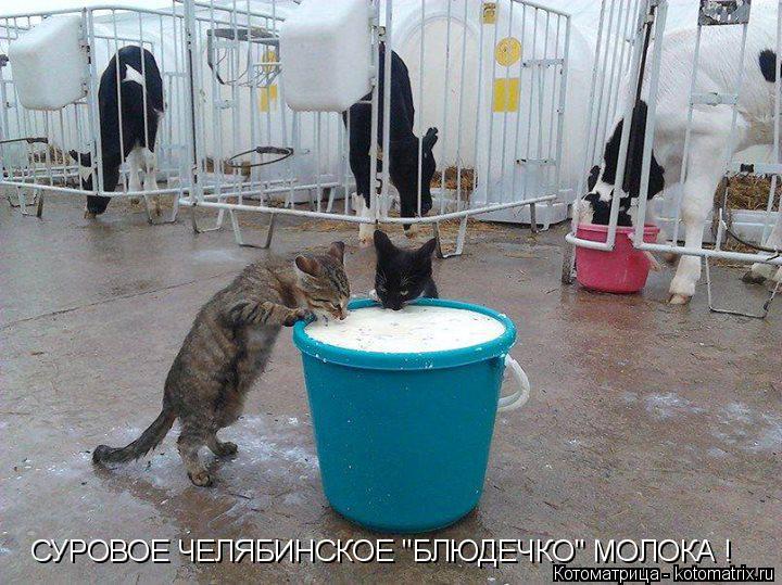 Котоматрица: СУРОВОЕ ЧЕЛЯБИНСКОЕ "БЛЮДЕЧКО" МОЛОКА !