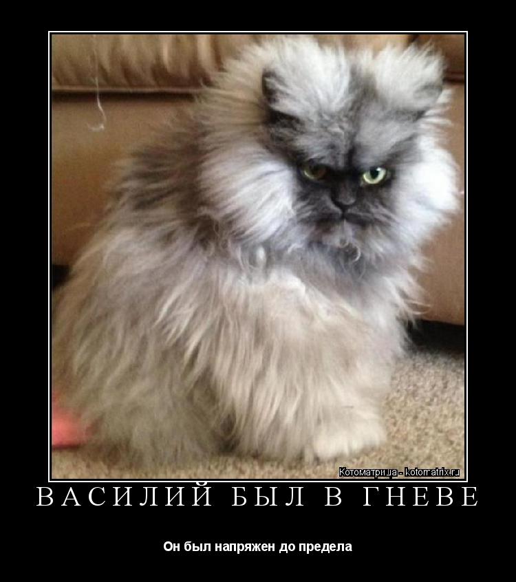 Котоматрица: ВАСИЛИЙ БЫЛ В ГНЕВЕ Он был напряжен до предела