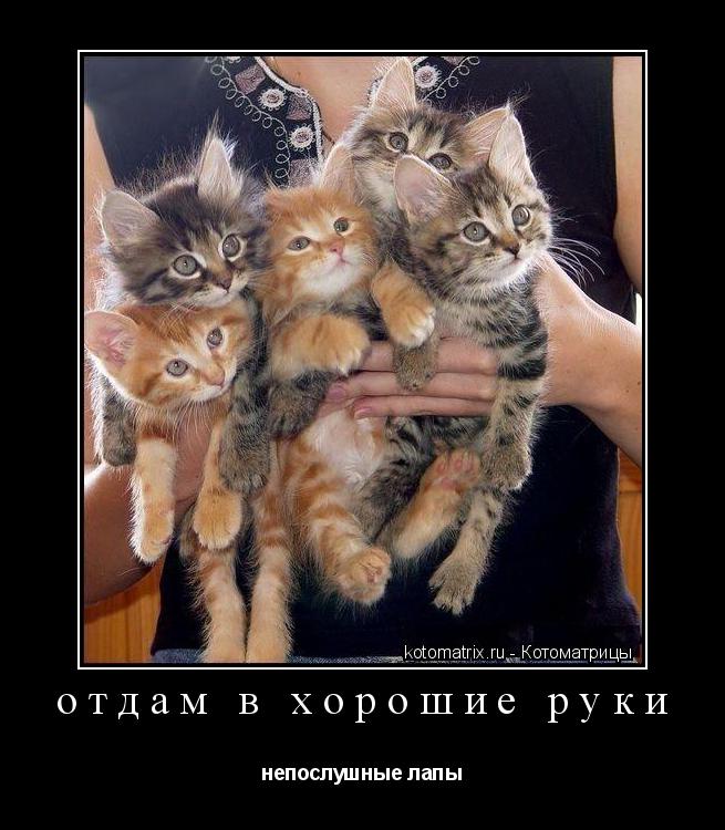 Котоматрица: отдам в хорошие руки непослушные лапы