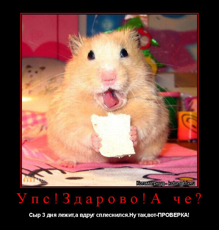 Котоматрица: Упс!Здарово!А че? Сыр 3 дня лежит,а вдруг сплеснился.Ну так,вот-ПРОВЕРКА!