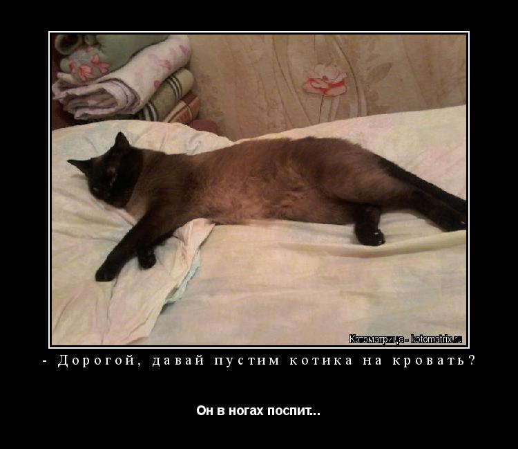 Котоматрица: - Дорогой, давай пустим котика на кровать? Он в ногах поспит...