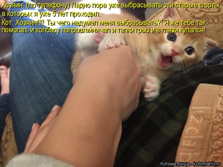 Котоматрица: Хозяин: (по телефону) Ладно пора уже выбрасывать эти старые шорты, в которых я уже 5 лет проходил. Кот: Хозяин!!!! Ты чего надумал меня выбрасыв