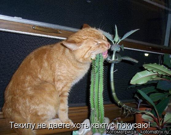 Котоматрица: Текилу не даете,хоть кактус покусаю!