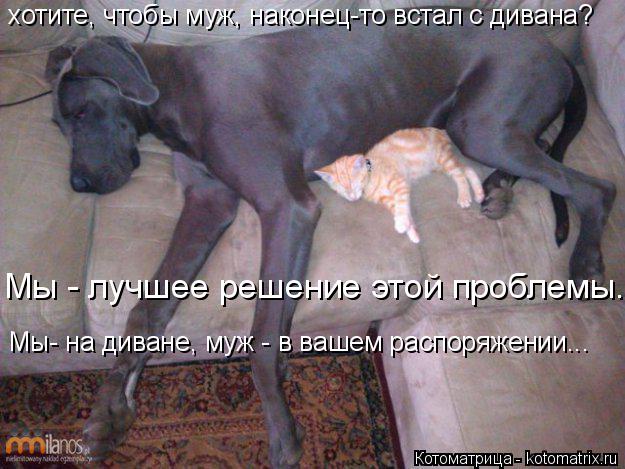 Котоматрица: хотите, чтобы муж, наконец-то встал с дивана? Мы - лучшее решение этой проблемы... Мы- на диване, муж - в вашем распоряжении...