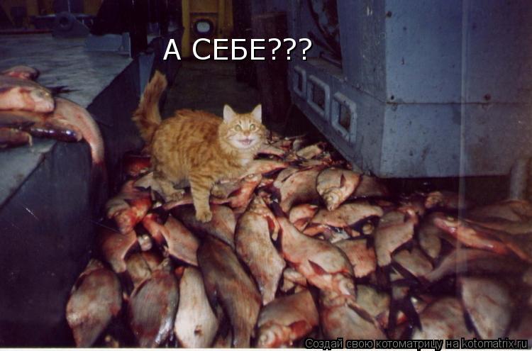 Котоматрица: А СЕБЕ???