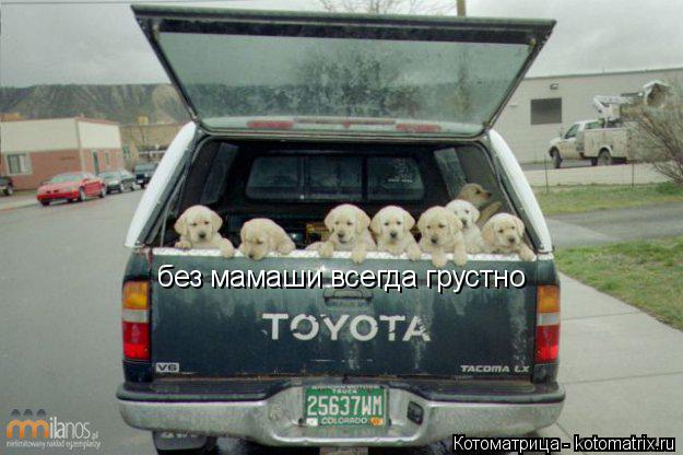 Котоматрица: без мамаши всегда грустно
