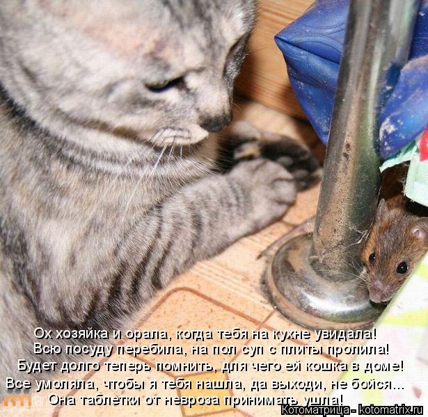 Котоматрица: Будет долго теперь помнить, для чего ей кошка в доме! Всю посуду перебила, на пол суп с плиты пролила! Ох хозяйка и орала, когда тебя на кухне 