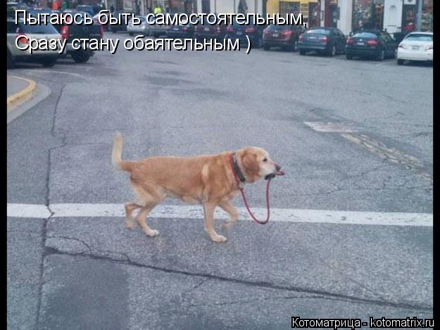 Котоматрица: Пытаюсь быть самостоятельным, Сразу стану обаятельным )