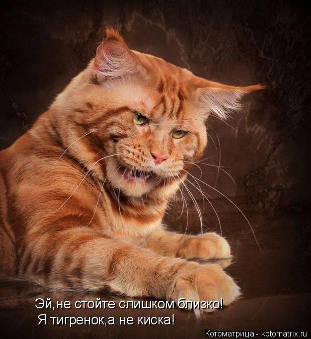 Котоматрица: Эй,не стойте слишком близко! Я тигренок,а не киска!