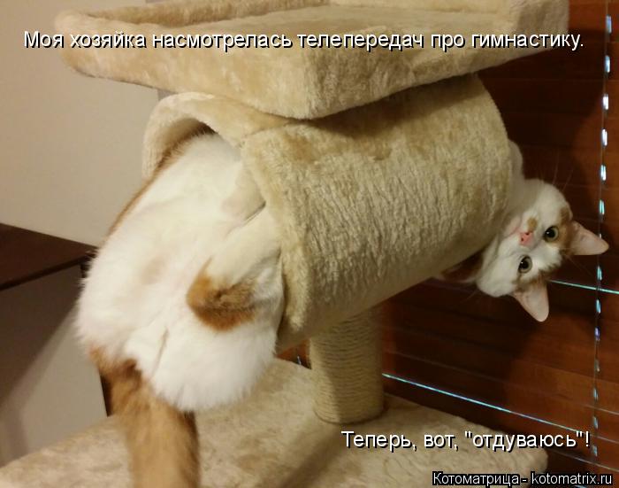 Моя хозяйка насмотрелась телепередач про гимнастику. Теперь, вот, "отдуваюсь"!... Котоматрица: Моя хозяйка насмотрелась телепередач про гимнастику. Теперь, вот, "отдуваюсь"!