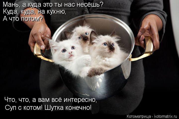 Котоматрица: Мань, а куда это ты нас несёшь? Куда, куда, на кухню, А что потом? Что, что, а вам всё интересно, Суп с котом! Шутка конечно!