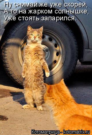 Котоматрица: Ну снимай же уже скорей, А то на жарком солнышке,  Уже стоять запарился.