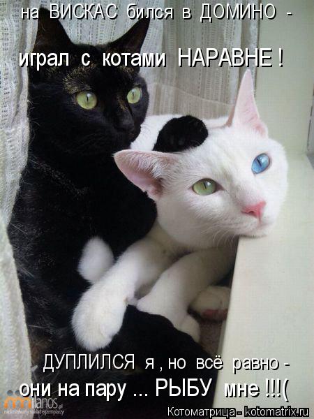 Котоматрица: на  ВИСКАС  бился  в  ДОМИНО  - играл  с  котами  НАРАВНЕ ! ДУПЛИЛСЯ  я , но  всё  равно - они на пару ... РЫБУ  мне !!!(