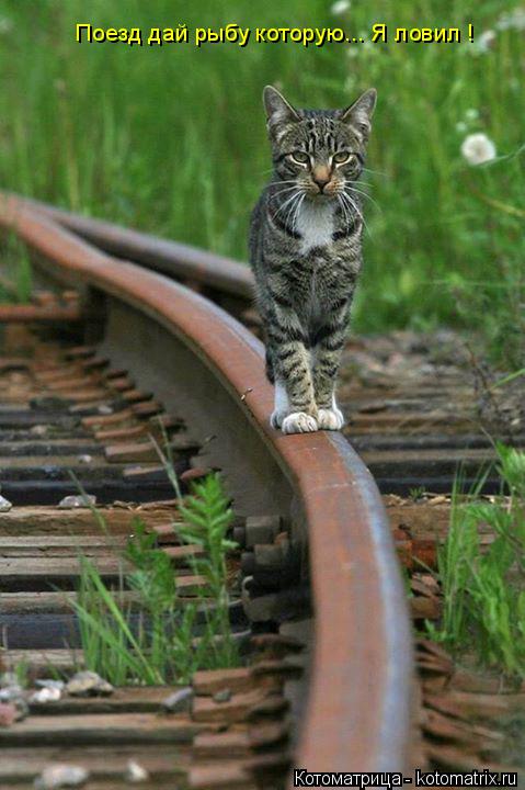 Котоматрица: Поезд дай рыбу которую... Я ловил !