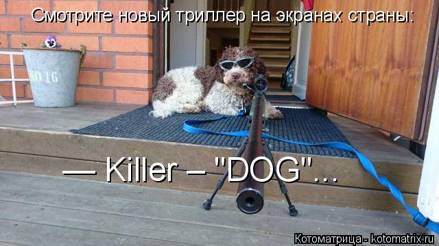 Котоматрица: Смотрите новый триллер на экранах страны: — Killer – "DOG"...