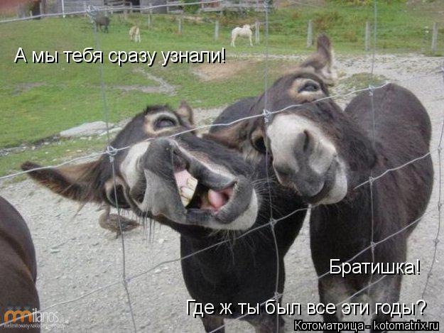 А мы тебя сразу узнали! Где ж ты был все эти годы? Братишка!... Котоматрица: А мы тебя сразу узнали! Где ж ты был все эти годы? Братишка!