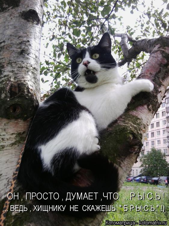 Котоматрица: ОН , ПРОСТО , ДУМАЕТ ,ЧТО  ...Р Ы С Ь ! ... ВЕДЬ , ХИЩНИКУ  НЕ  СКАЖЕШЬ  " Б Р Ы С Ь " !)