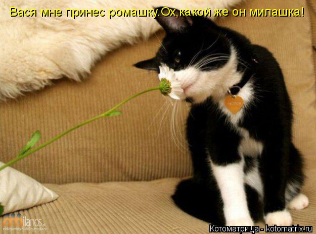 Котоматрица: Вася мне принес ромашку.Ох,какой же он милашка!
