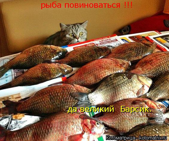 Котоматрица: рыба повиноваться !!! да великий  Барсик. да великий  Барсик.