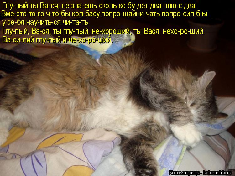 Котоматрица: Глу-пый ты Ва-ся, не зна-ешь сколь-ко бу-дет два плю-с два.  Вме-сто то-го ч-то-бы кол-басу попро-шайни-чать попро-сил б-ы у се-бя научить-ся чи-та-