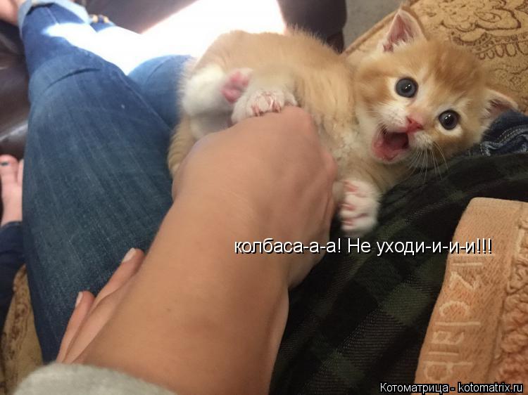 Котоматрица: колбаса-а-а! Не уходи-и-и-и!!!