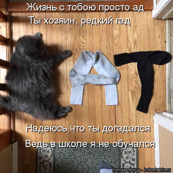 Котоматрица: Жизнь с тобою просто ад Ты хозяин, редкий гад Надеюсь,что ты догадался  Ведь в школе я не обучался