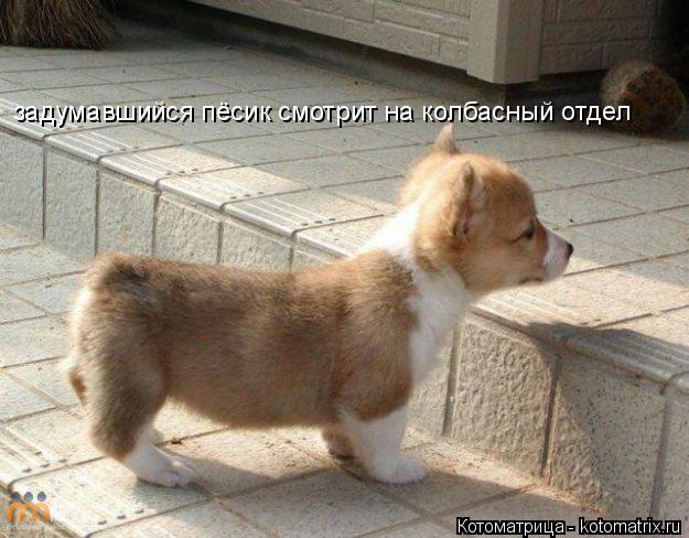 Котоматрица: задумавшийся пёсик смотрит на колбасный отдел