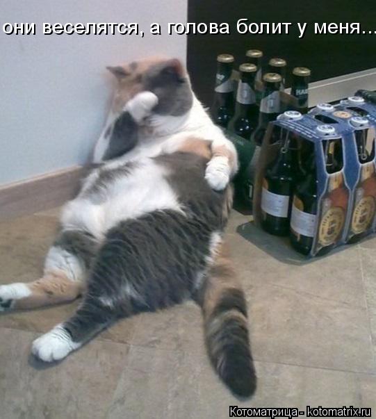 Котоматрица: они веселятся, а голова болит у меня...