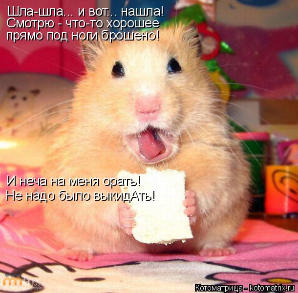 Котоматрица: Шла-шла... и вот... нашла! Смотрю - что-то хорошее прямо под ноги брошено! И неча на меня орать! Не надо было выкидАть!