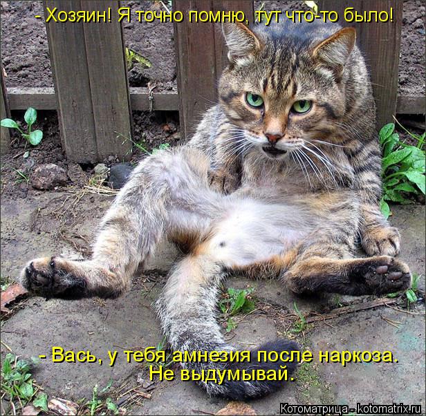 Котоматрица: - Хозяин! Я точно помню, тут что-то было! - Вась, у тебя амнезия после наркоза.  Не выдумывай.