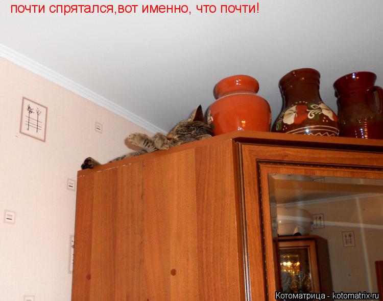 почти спрятался ,вот именно, что почти!... Котоматрица: почти спрятался ,вот именно, что почти!