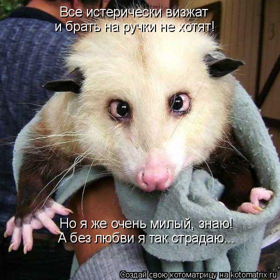 Котоматрица: Все истерически визжат и брать на ручки не хотят! Но я же очень милый, знаю! А без любви я так страдаю...