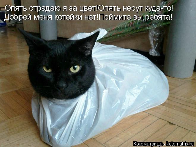 Котоматрица: Опять страдаю я за цвет!Опять несут куда-то! Добрей меня котейки нет!Поймите вы,ребята!