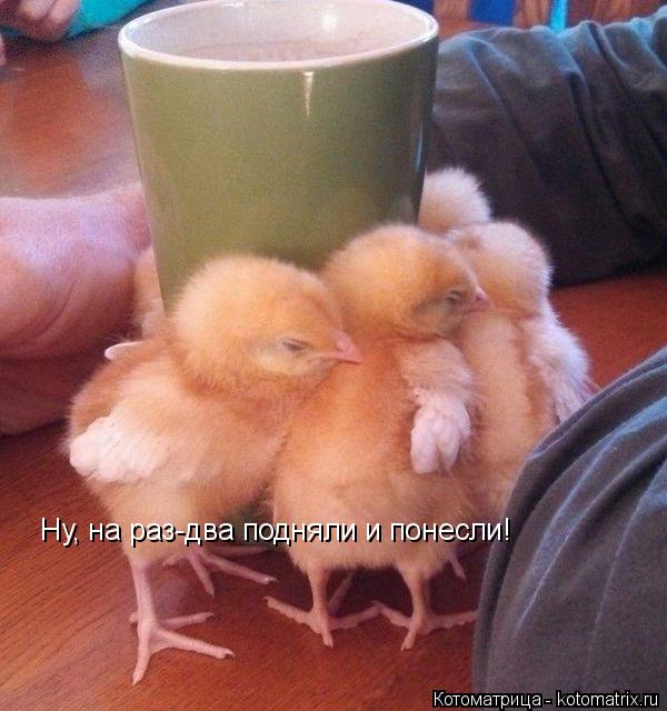 Котоматрица: Ну, на раз-два подняли и понесли!