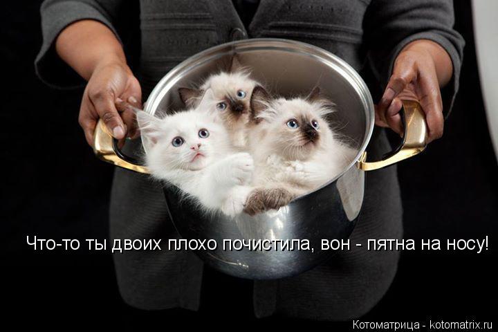 Что-то ты двоих плохо почистила, вон - пятна на носу!... Котоматрица: Что-то ты двоих плохо почистила, вон - пятна на носу!