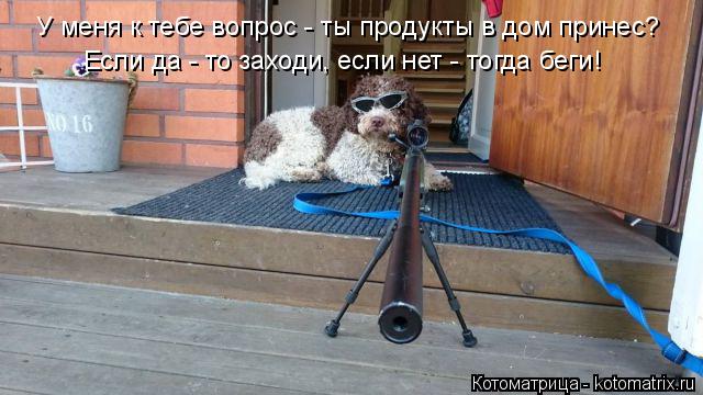 Котоматрица: У меня к тебе вопрос - ты продукты в дом принес? Если да - то заходи, если нет - тогда беги!
