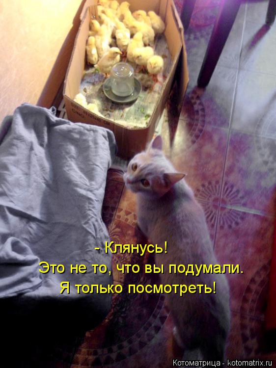 Котоматрица: - Клянусь!  Это не то, что вы подумали.  Я только посмотреть!