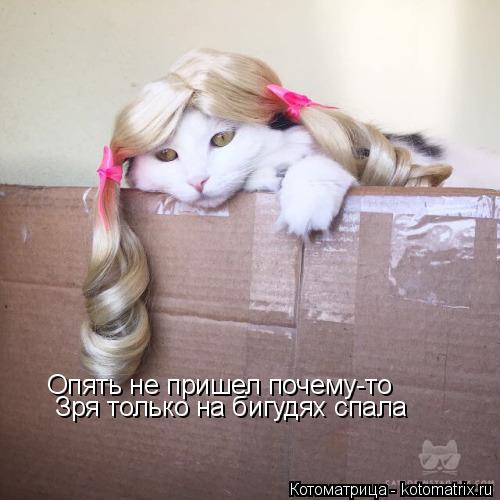 Котоматрица: Опять не пришел почему-то Зря только на бигудях спала