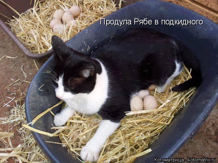 Котоматрица: Продула Рябе в подкидного