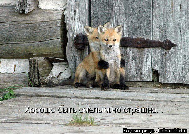 Хорошо быть смелым,но страшно...... Котоматрица: Хорошо быть смелым,но страшно...