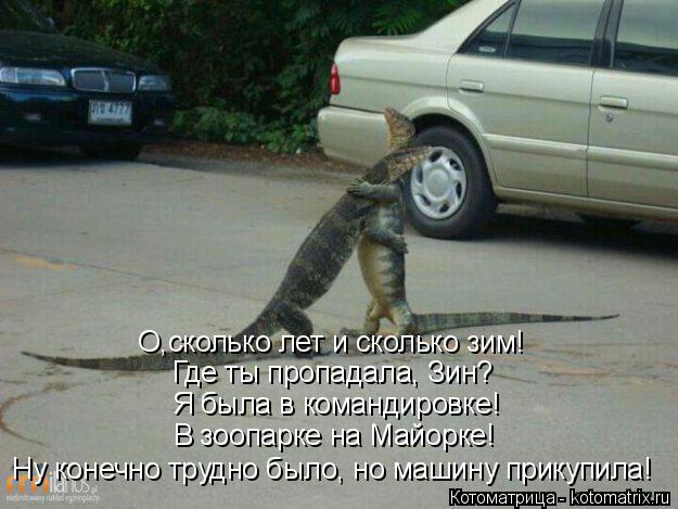 Котоматрица: О,сколько лет и сколько зим! Где ты пропадала, Зин? Я была в командировке! В зоопарке на Майорке! Ну конечно трудно было, но машину прикупила!