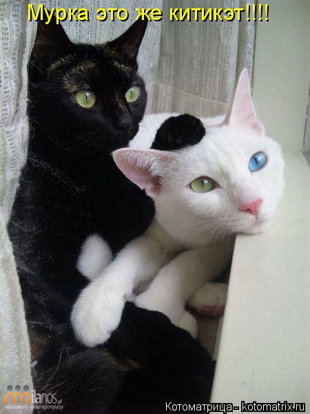 Котоматрица: Мурка это же китикэт!!!!