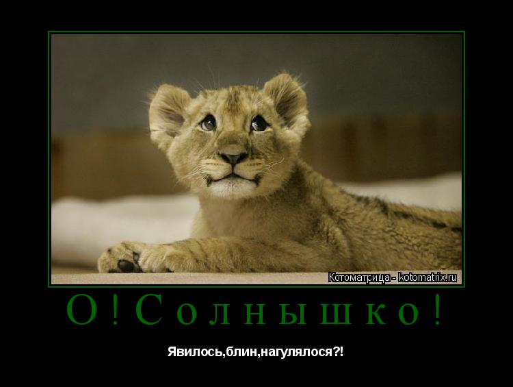 Котоматрица: О!Солнышко! Явилось,блин,нагулялося?!