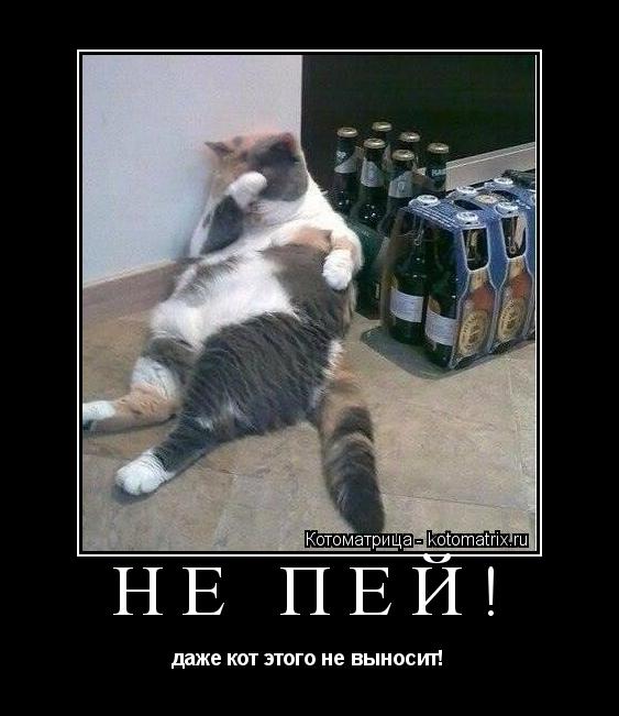 Котоматрица: НЕ ПЕЙ! даже кот этого не выносит!