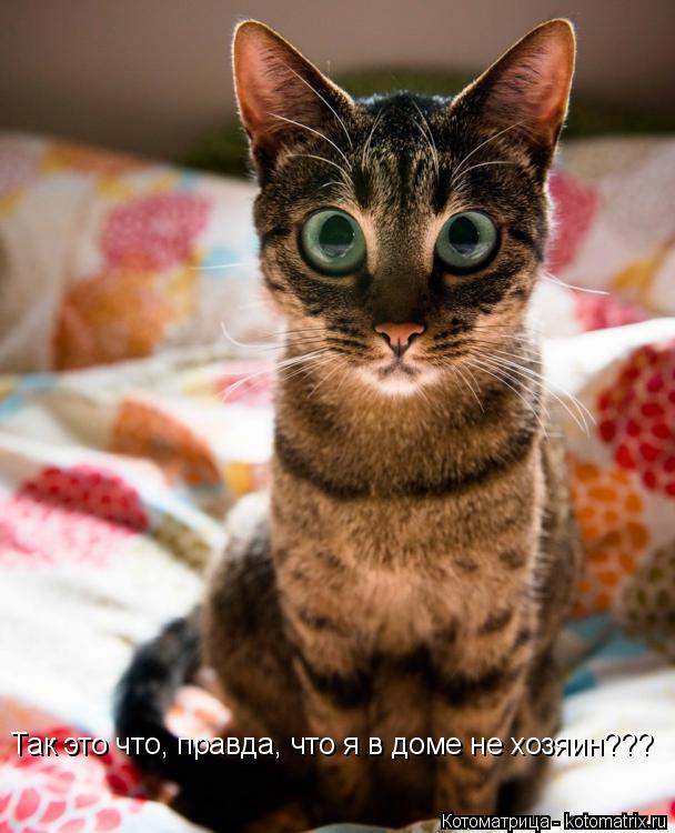 Котоматрица: Так это что, правда, что я в доме не хозяин???