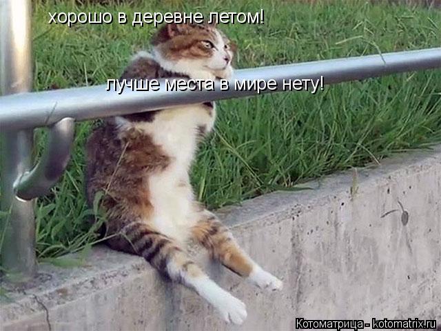 Котоматрица: хорошо в деревне летом! лучше места в мире нету!